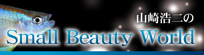 山崎浩二の「Small Beauty World」