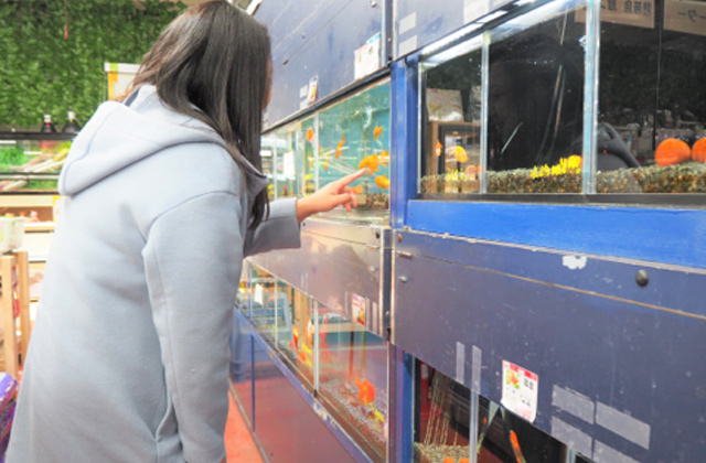 クイズに答えて Honda Fit を当てよう I Love Fit キャンペーン 水作株式会社