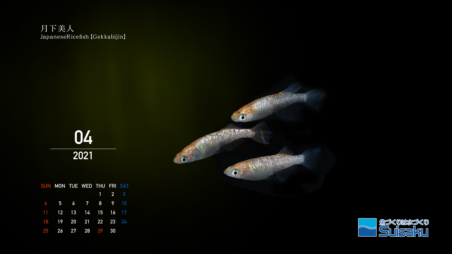 森岡篤のアートカレンダー 魚づくりは水作り 水作株式会社