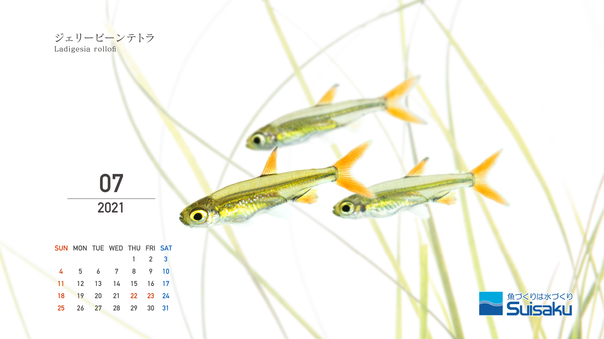 森岡篤のアートカレンダー21年7月 魚づくりは水作り 水作株式会社