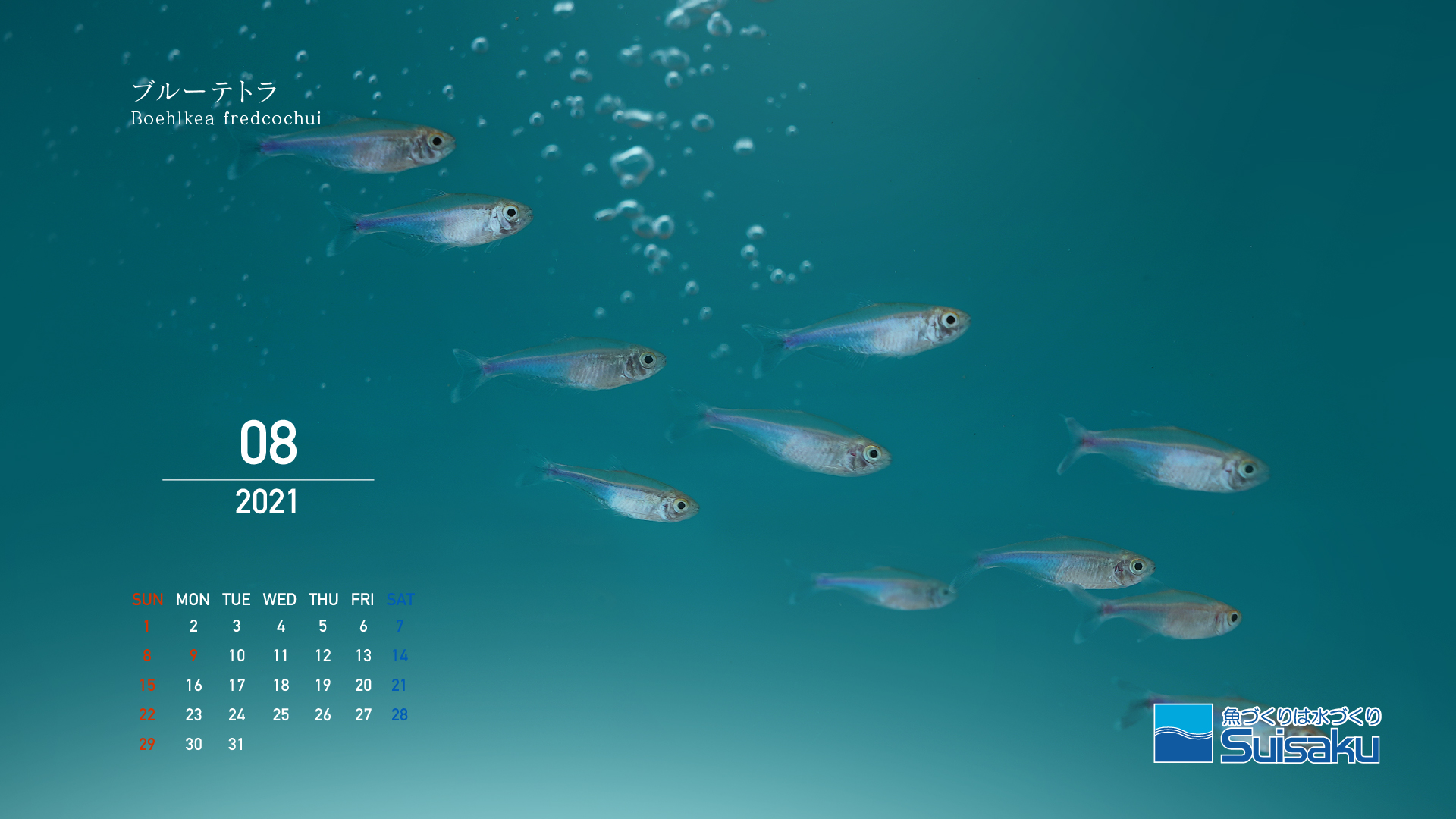 森岡篤のアートカレンダー21年8月 魚づくりは水作り 水作株式会社