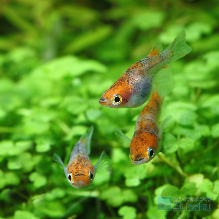 第30回「三色ダルマめだか」 ｜ 魚づくりは水作り｜水作株式会社