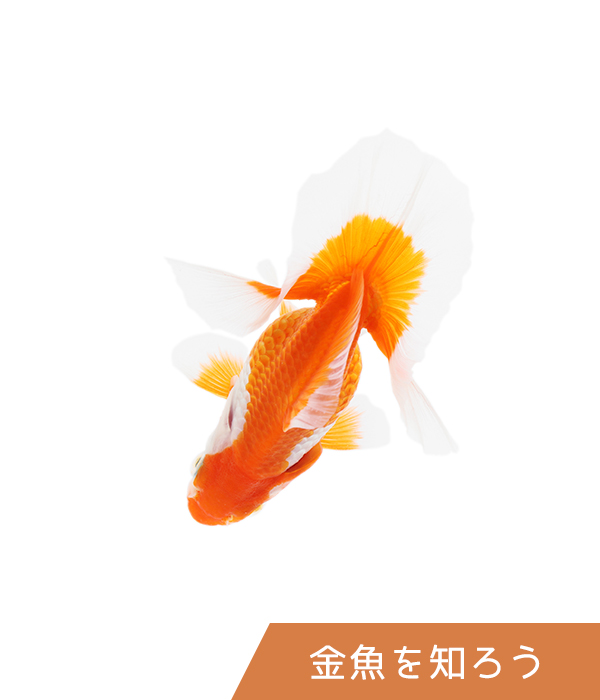 Let's get to know goldfish